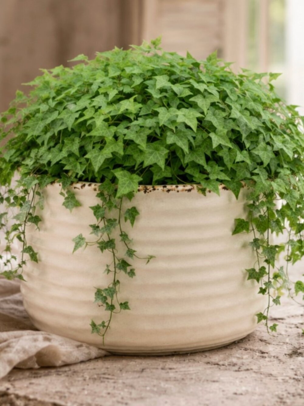 NWT Distressed Crackle Flower Pot Rustic Style Planter